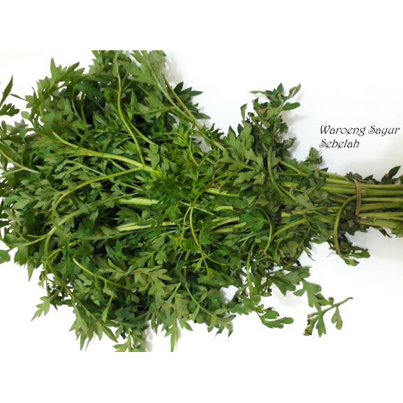 

Daun Keningkir