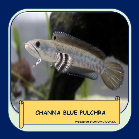 IKAN HIAS AIR TAWAR - CHANNA BLUE PULCHRA (±8cm)