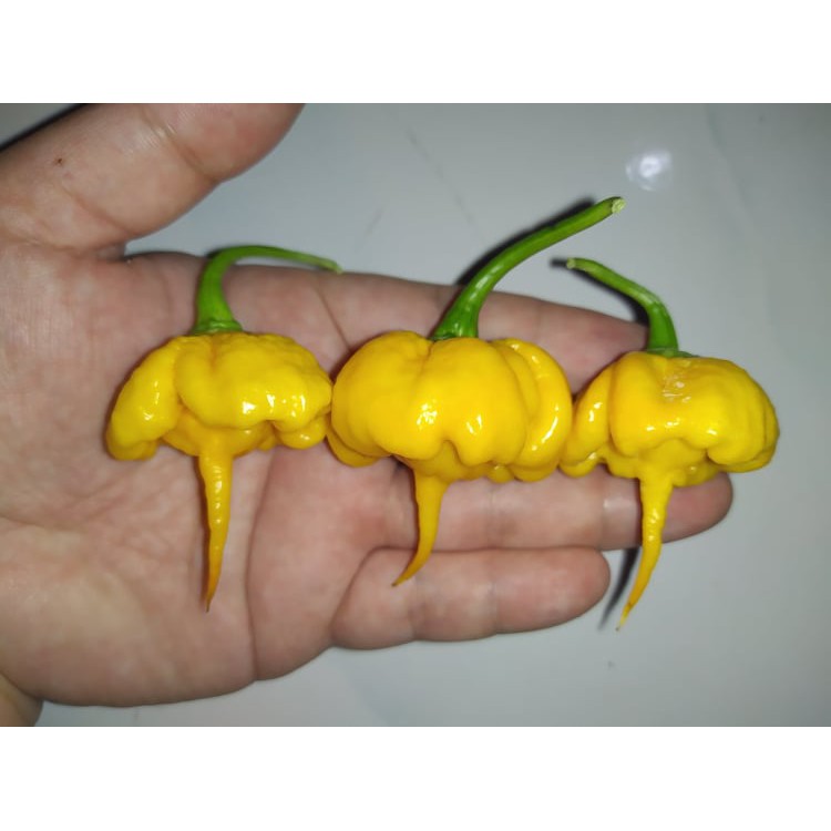 Benih Bibit Biji - Cabai 7 Pot Primo Yellow Cabe Reaper Yellow Pepper Seeds