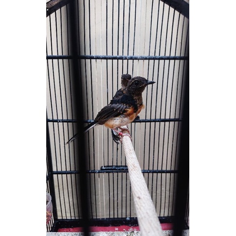 Sepasang burung murai batu trotol - non gembung