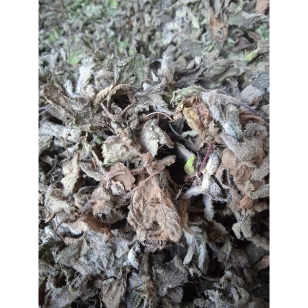 

Daun cincau hitam kering 100gr, 250gr, 500gr, 1kg