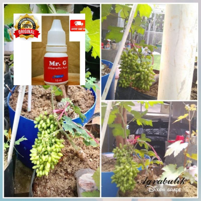 Mr.g zpt Mr. G Hormon GA3 Untuk Tanaman Anggur By Raffatih Farm Ga 3 hormon giberelin mrg murah