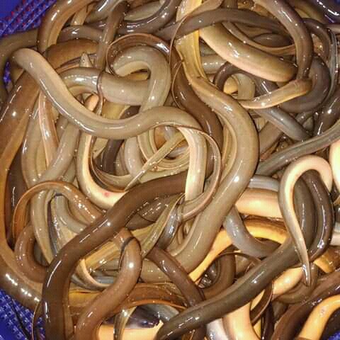 

Belut Segar 1 Kg
