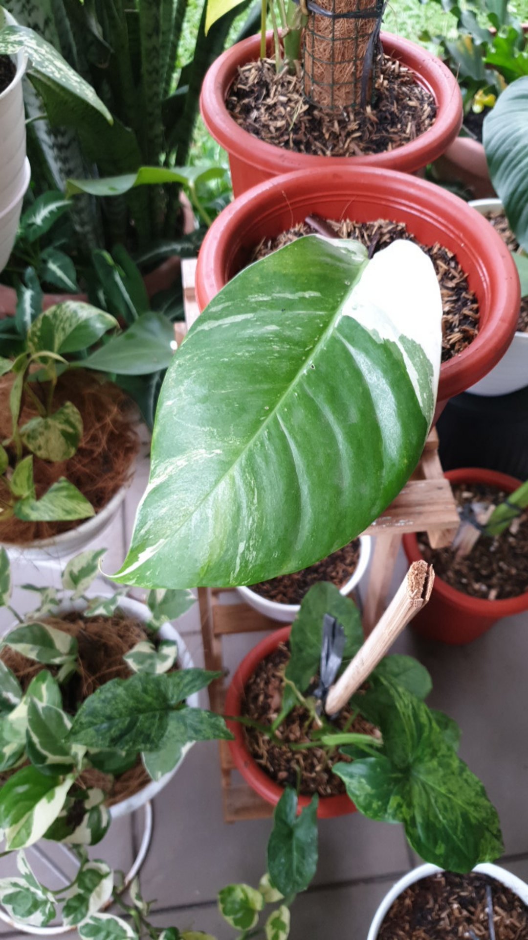 Bibit Tanaman Hias Monstera Epipremnum Varigata Satu Daun