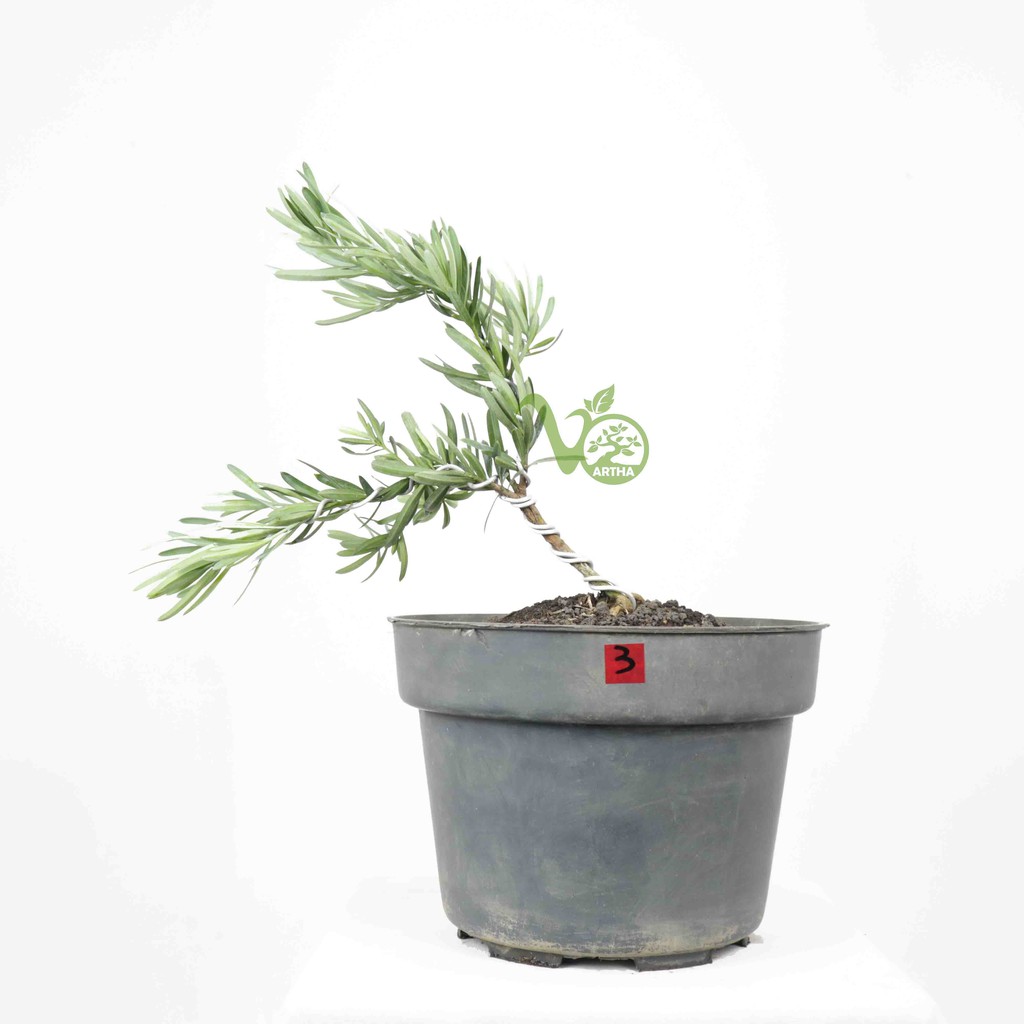 Bahan Bonsai Lohansung Blue Ice - 3