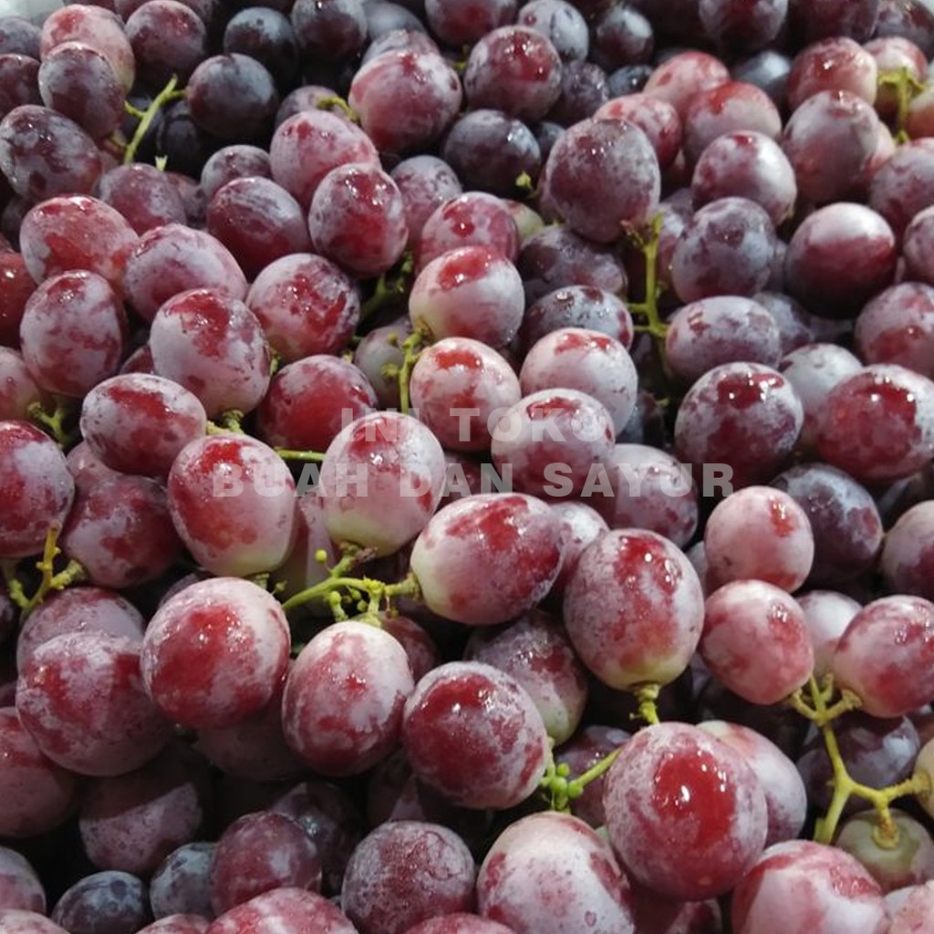 

BUAH ANGGUR MERAH SEGAR