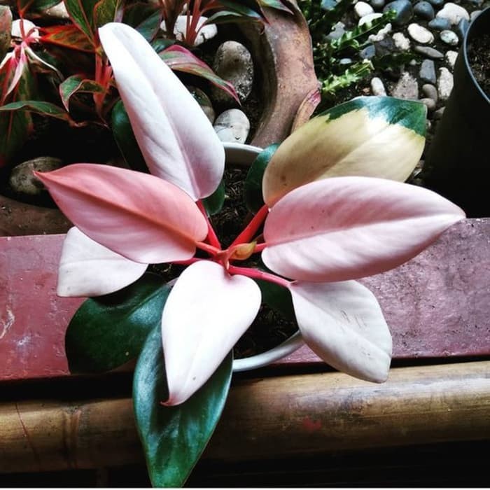 PROMO tanaman hias philodendron pink kongo - philo pink kongo -