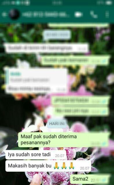 Benih-bibit Cabe Hias Uchu Cream (haira Seed)