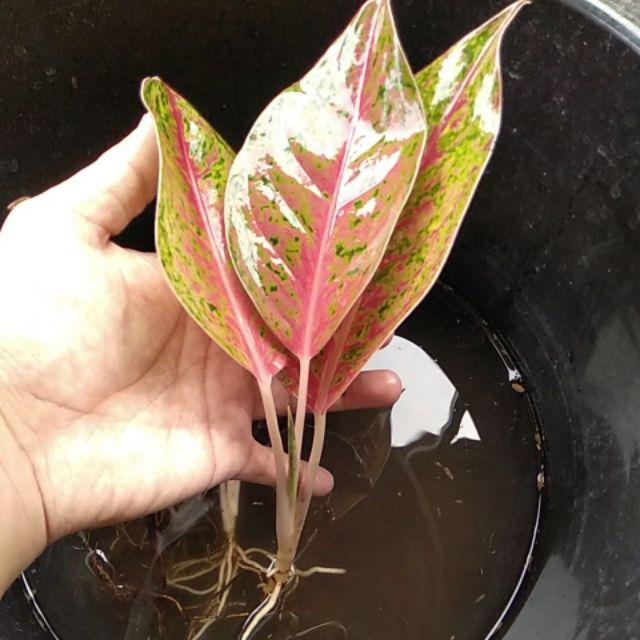 aglonema BIG ROY termurah Shopee Indonesia aglonema BIG ROY termurah Shopee Indonesia