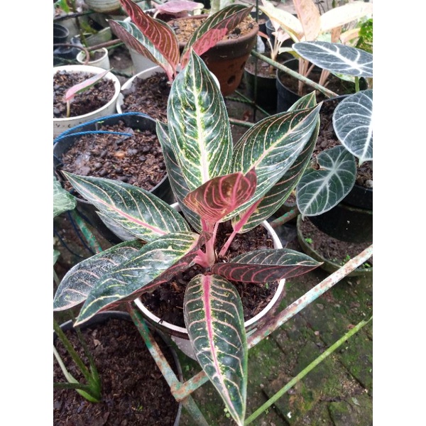 Aglonema Red Sumatera Daun 1 - 3 helai