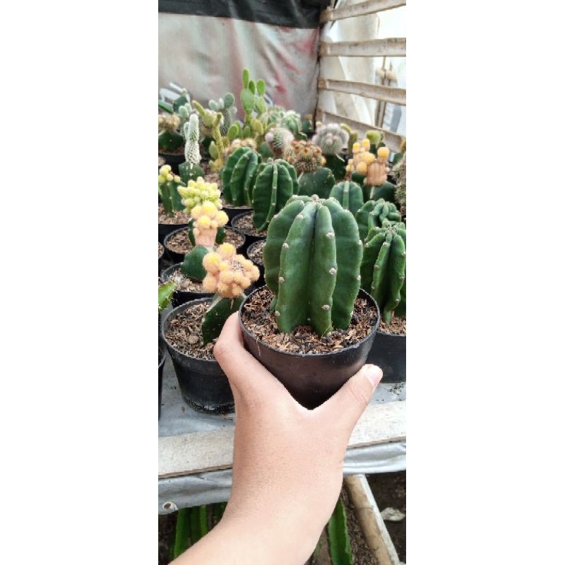 kaktus koboi tanpa duri