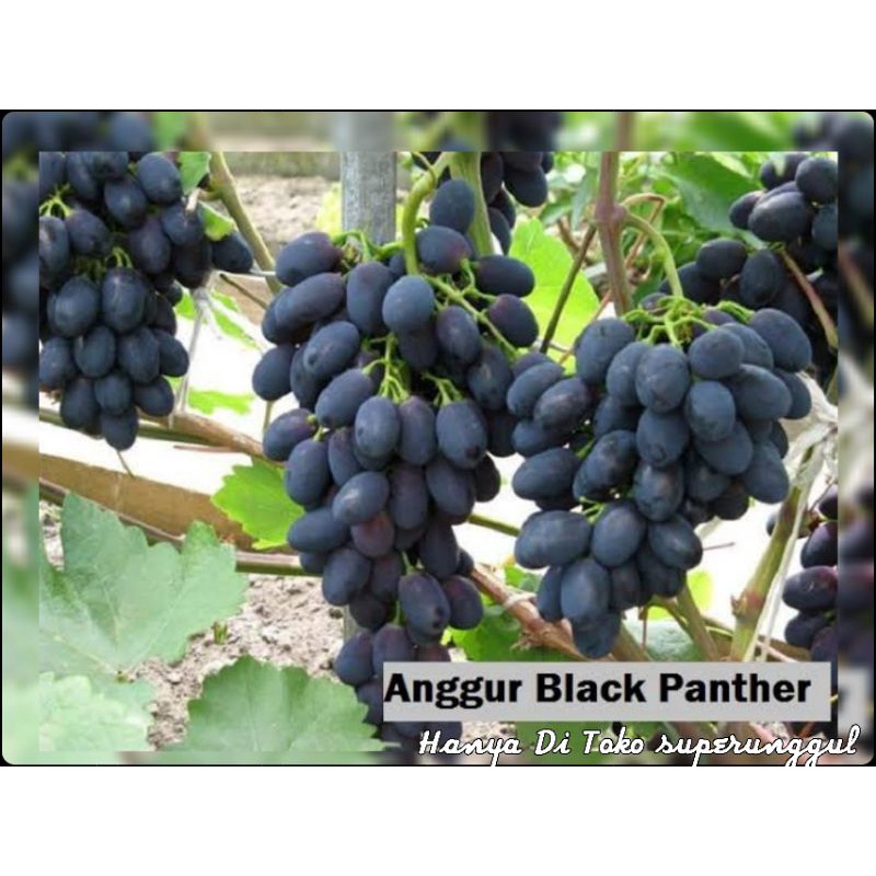 Bibit Anggur import jenis black panther