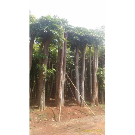 jual pohon bonsai pule pohon pule