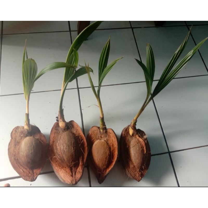 bahan bonsai kelapa minion