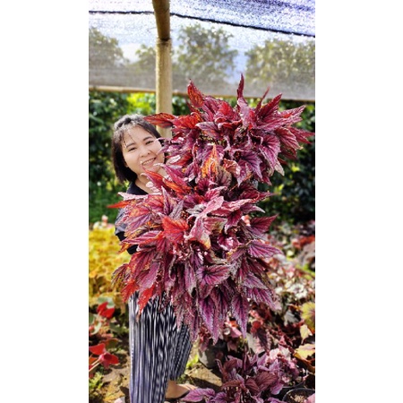 Harga Begonia Pink Bamboo Terbaru Februari 2023 |BigGo Indonesia