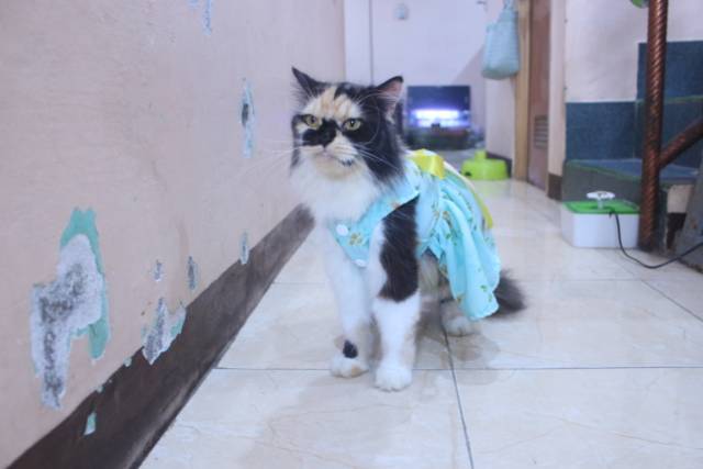 Dress satin toska motif bunga lucu untuk kucing dan anjing / baju kucing murah size S-XL