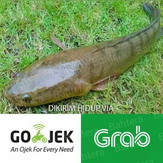 

Ikan gabus hidup