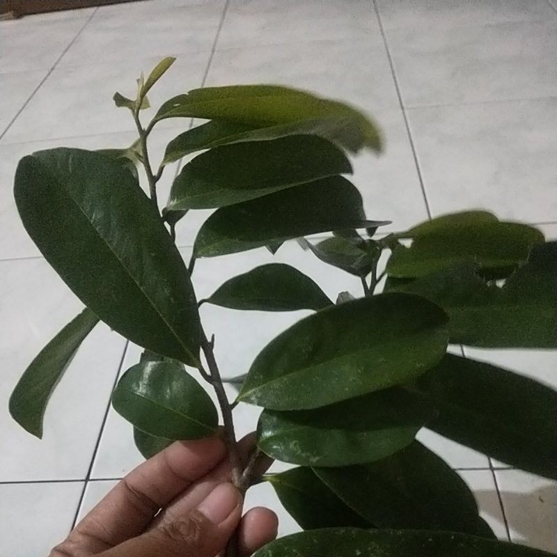 

daun srikoyo