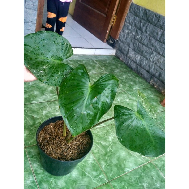 Homalomena Rubescens