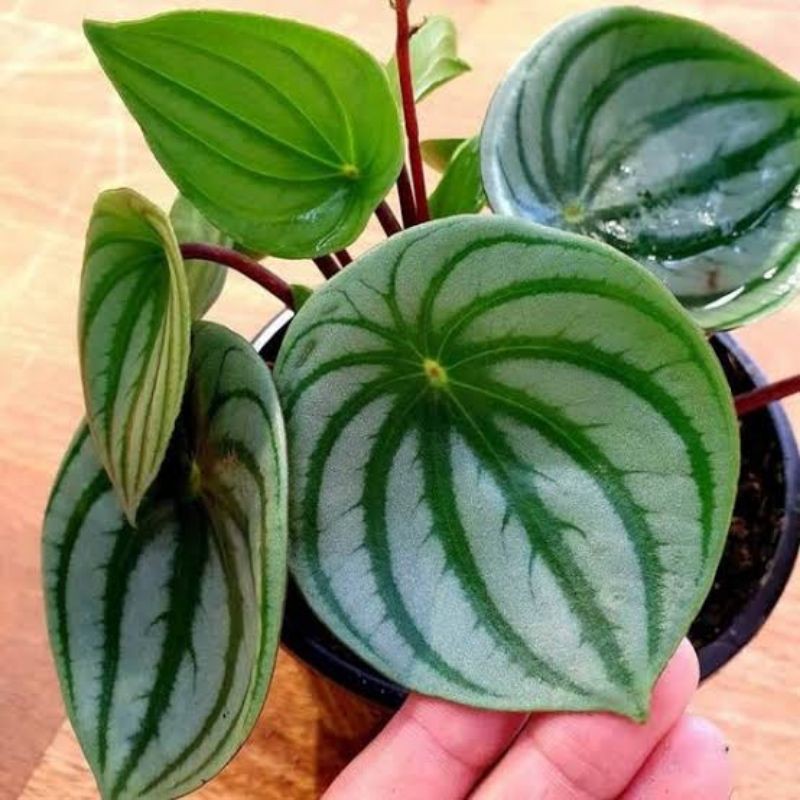 Peperomia Watermelon - Tanaman Peperomia watermelon