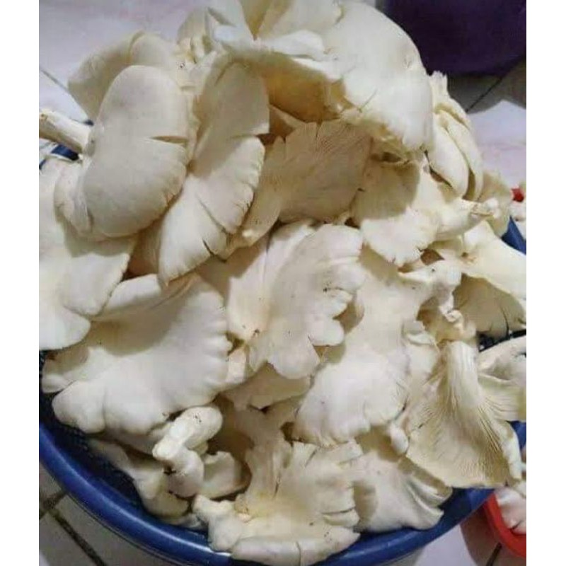 

jamur tiram/250grm