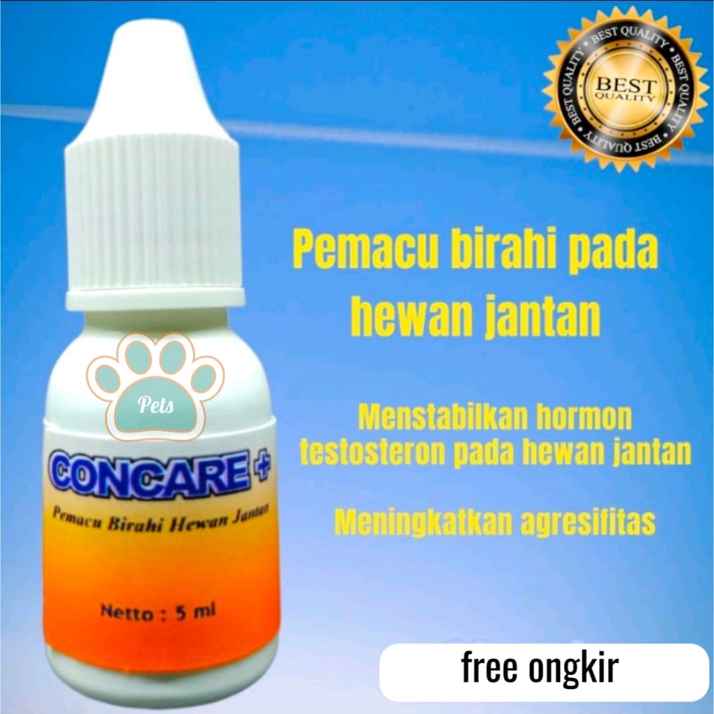 Concare peningkat birahi kucing jantan