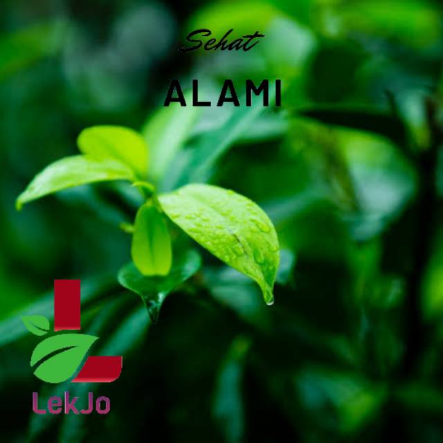 

Daun sambiroto / sambiroto segar