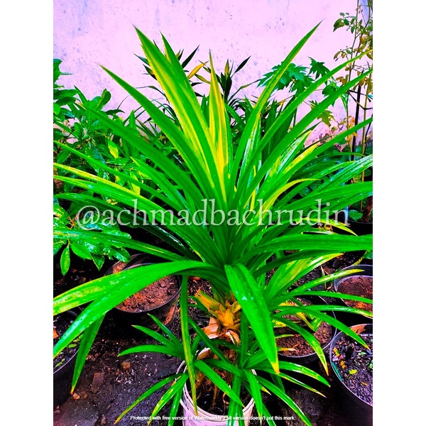 

Daun Pandan 10 Helai