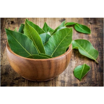 

Daun Salam Segar - Non Pestisida / Bay Leaf