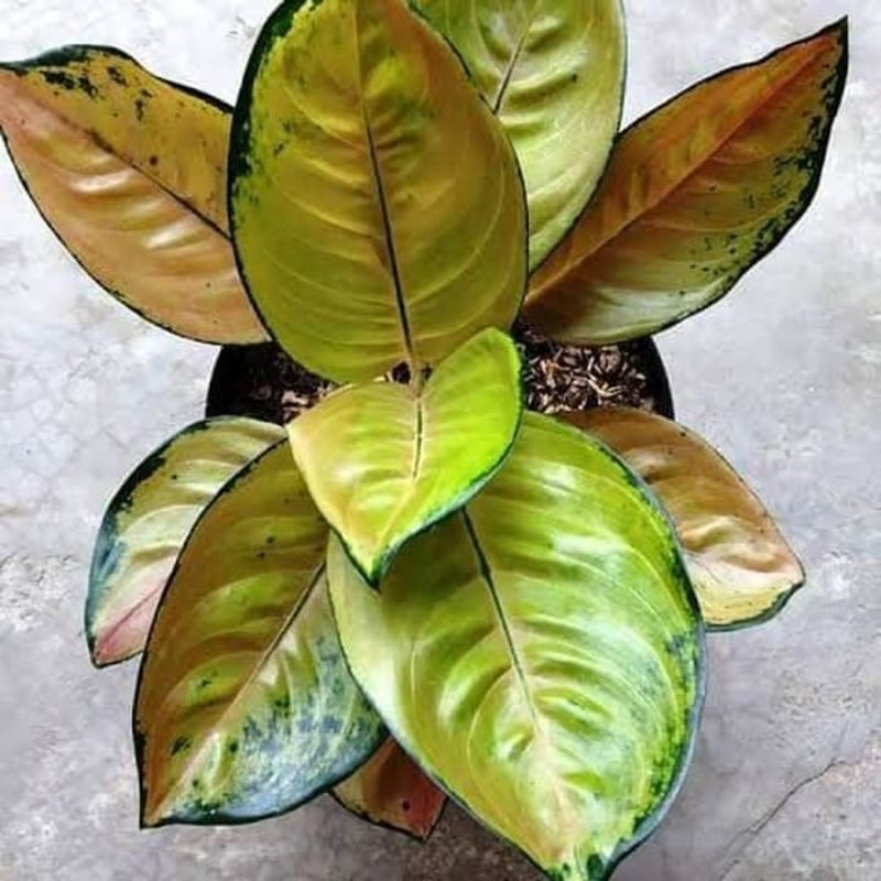 Tanaman hias Aglaonema Sultan Brunei - aglonema - aglo