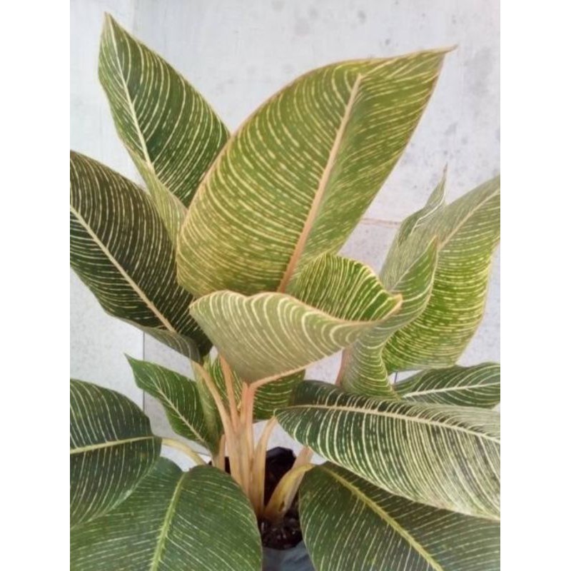 Tanaman hias bunga calathea pisang