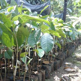 BIBIT DUKU  MANIS PALEMBANG