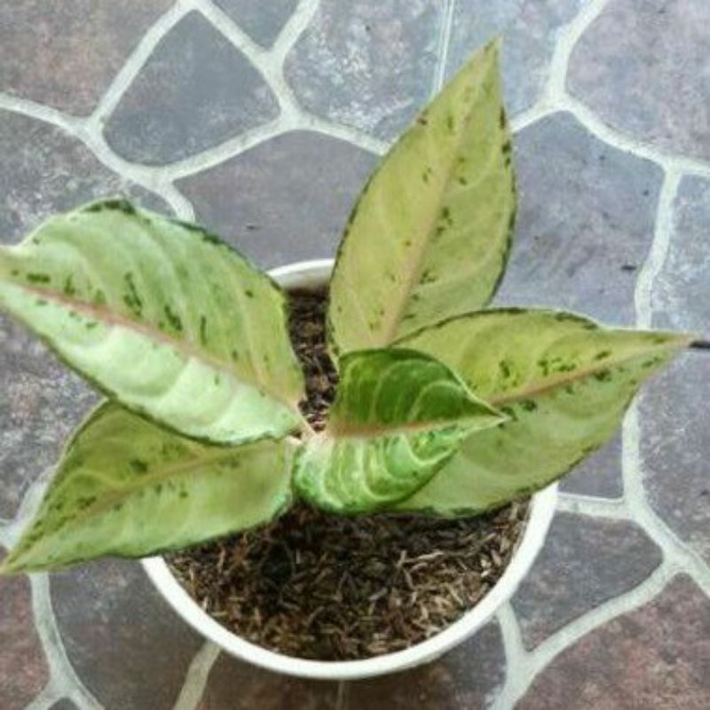 Aglonema Murah Anakan Frozen Best Seller