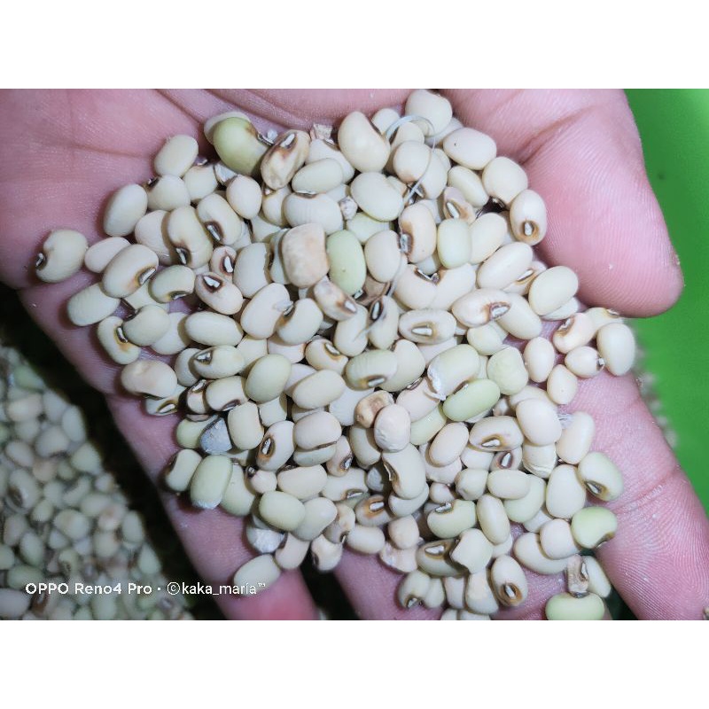 

Kacang Kacang Tolo 1Kg Putih Organik