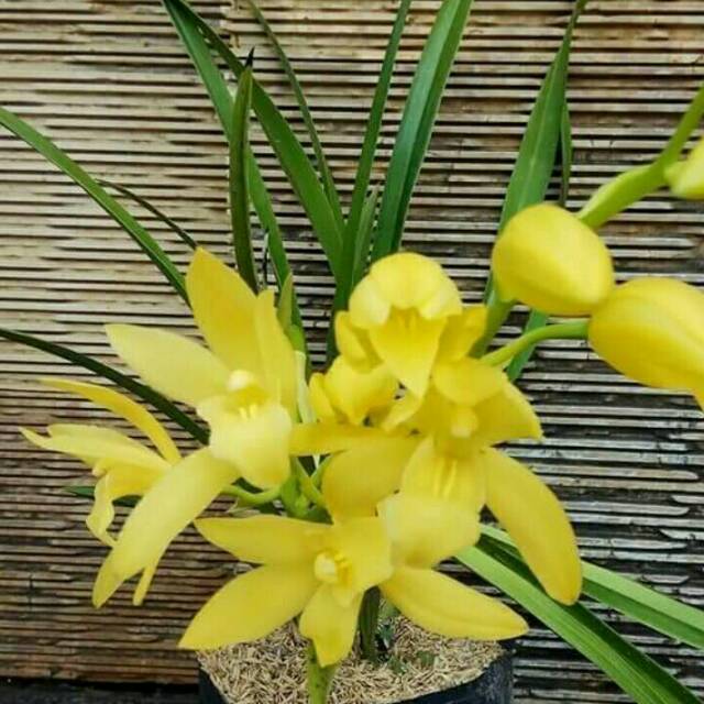 Cymbidium Golden Boy
