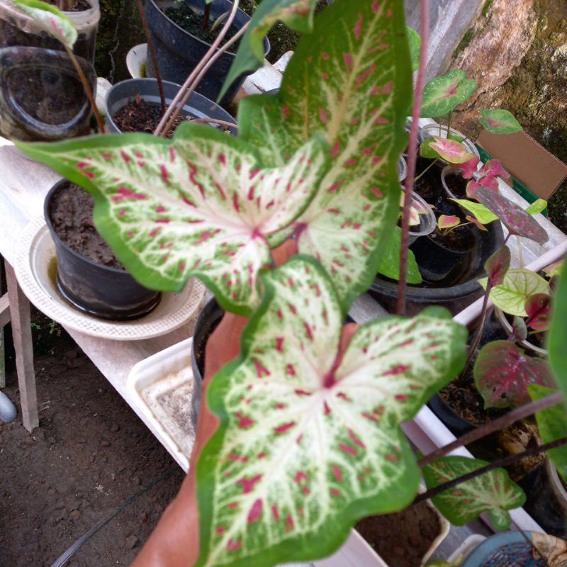 Tanaman hias keladi gingerland