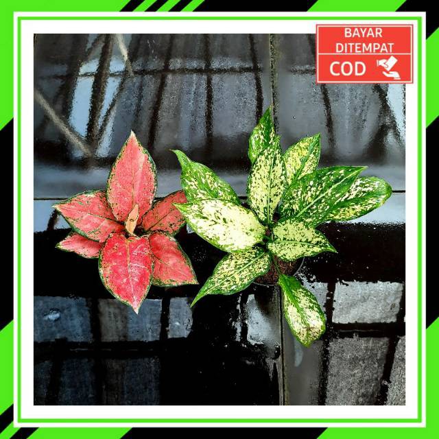 [✅COD] PAKET AGLONEMA - 2 POHON / PAKET AGLONEMA MURAH / TANAMAN HIAS AGLOMEMA / KATRINA