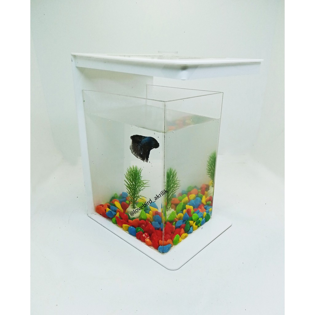 READY!!! Betta Fish Tank, Aquarium Mini Akrilik, Mini Aquascape, Akuarium cupang, Akuarium mini