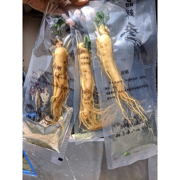 

(100 Gram) Ginseng Asli Gunung Changbai Fresh kemasan vakum jaminan segar/