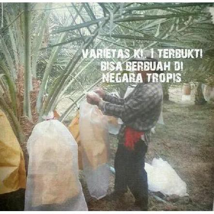 C5T Ju4L Kurma Tropis Bibit Benih Varietas Unggul Hibrida Kolak One Kl1