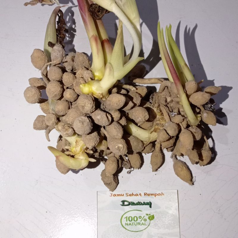 

KUNCI PEPET/TEMU RAPET/KUNYIT PUTIH GOMBYOK herbal merapatkan miss V, mengatasi disfungsi ereksi