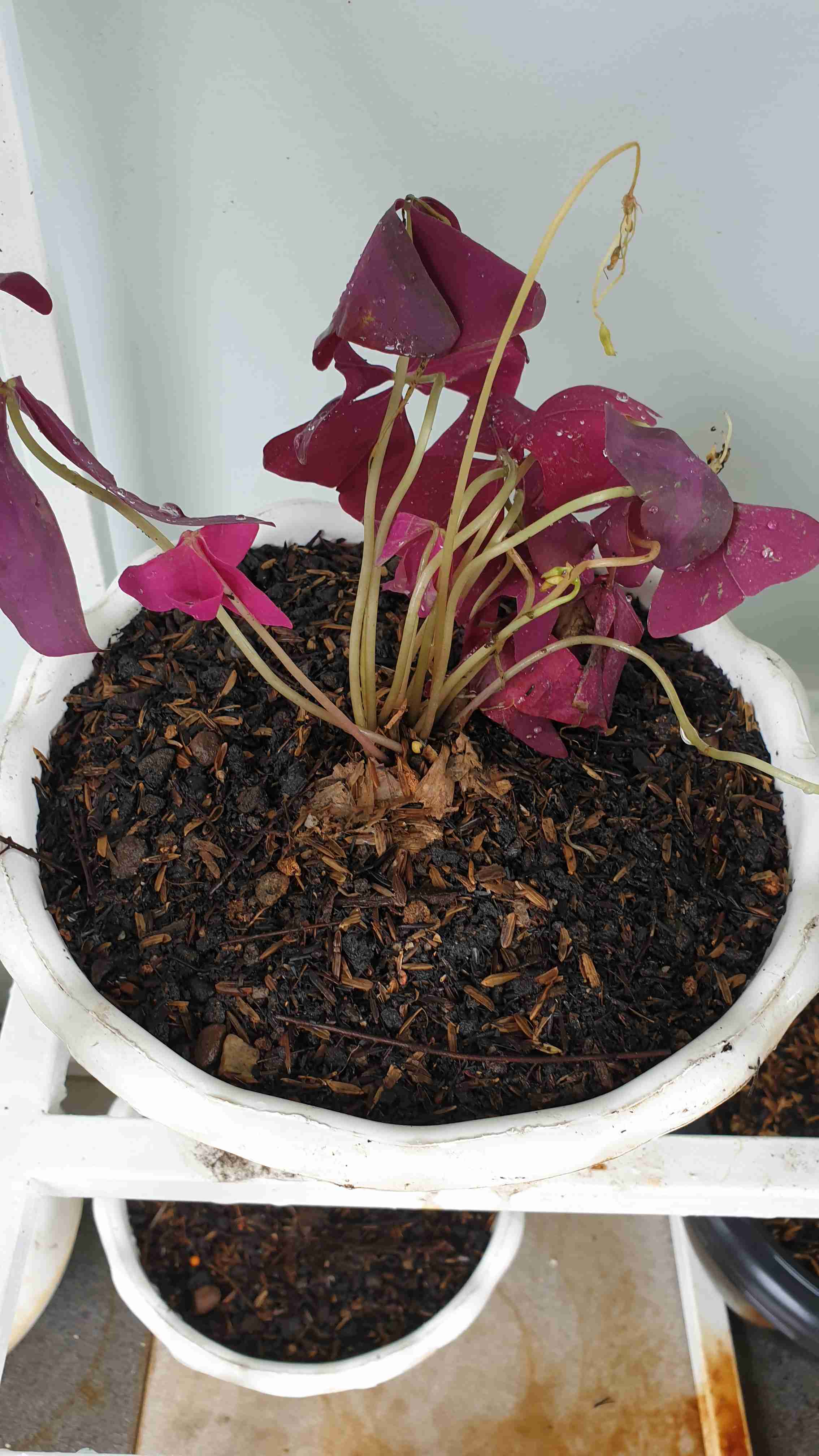 Terbaru!! Paket 3 Terbaru Tanaman Hias Kupu-kupu Oxalis Trianguralis - Begonia Mocca & Polkadot