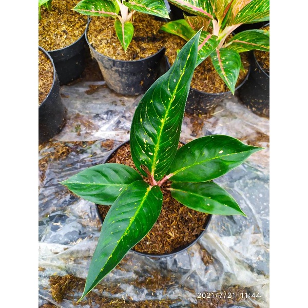 aglonema hot ledy black