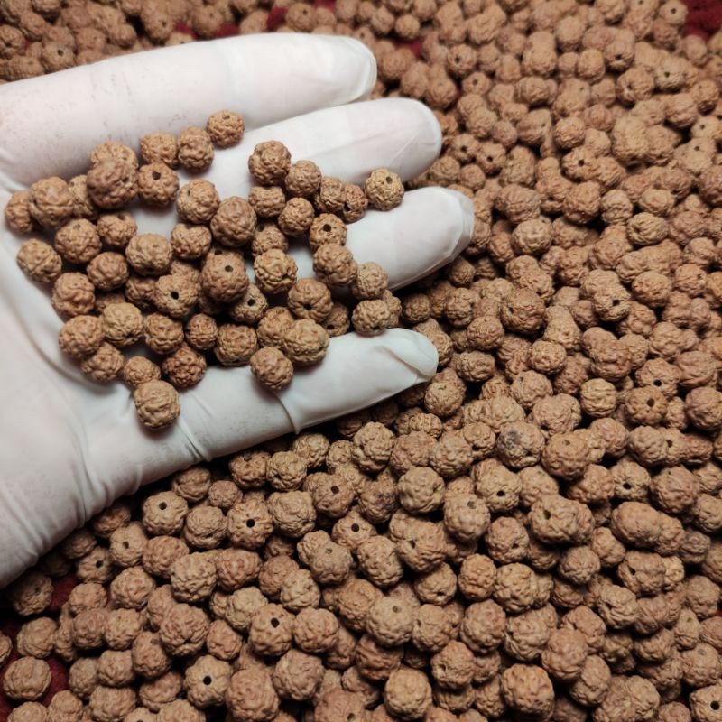 rudraksha jenitri 110 butir mukhi 5 sudah lubang bahan kerajinan