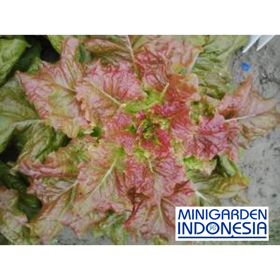 150 benih Selada merah salad F1 Abby Red  bibit tanaman sayur sayuran hidroponik cocok u lalap