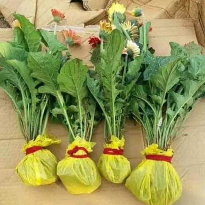 bibit bunga garbera