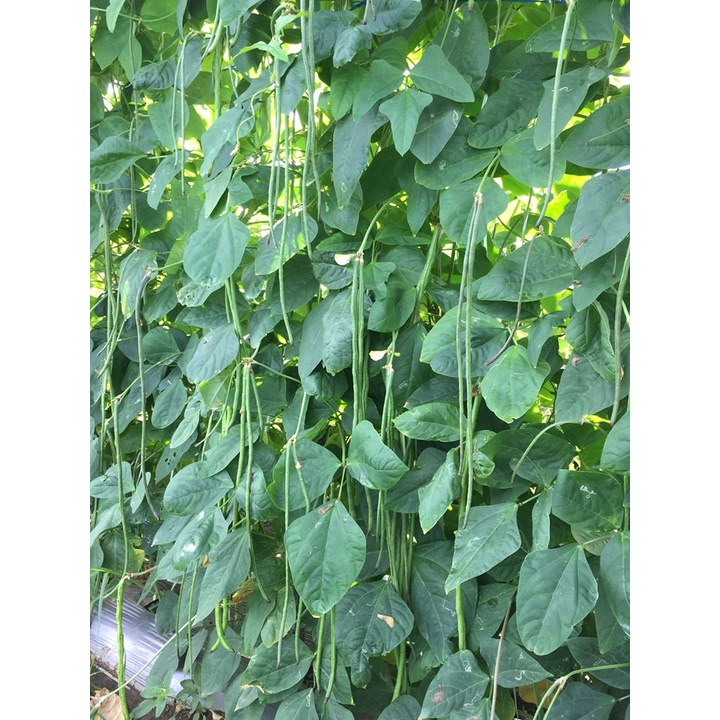 VICTORY SEED 10 Benih Biji Kacang Panjang Hijau Green Asparagus Cowpea Chinese Snake Bodi In Nepal Bora Long Bean Beans Yardlong Vigna Unguiculata-4