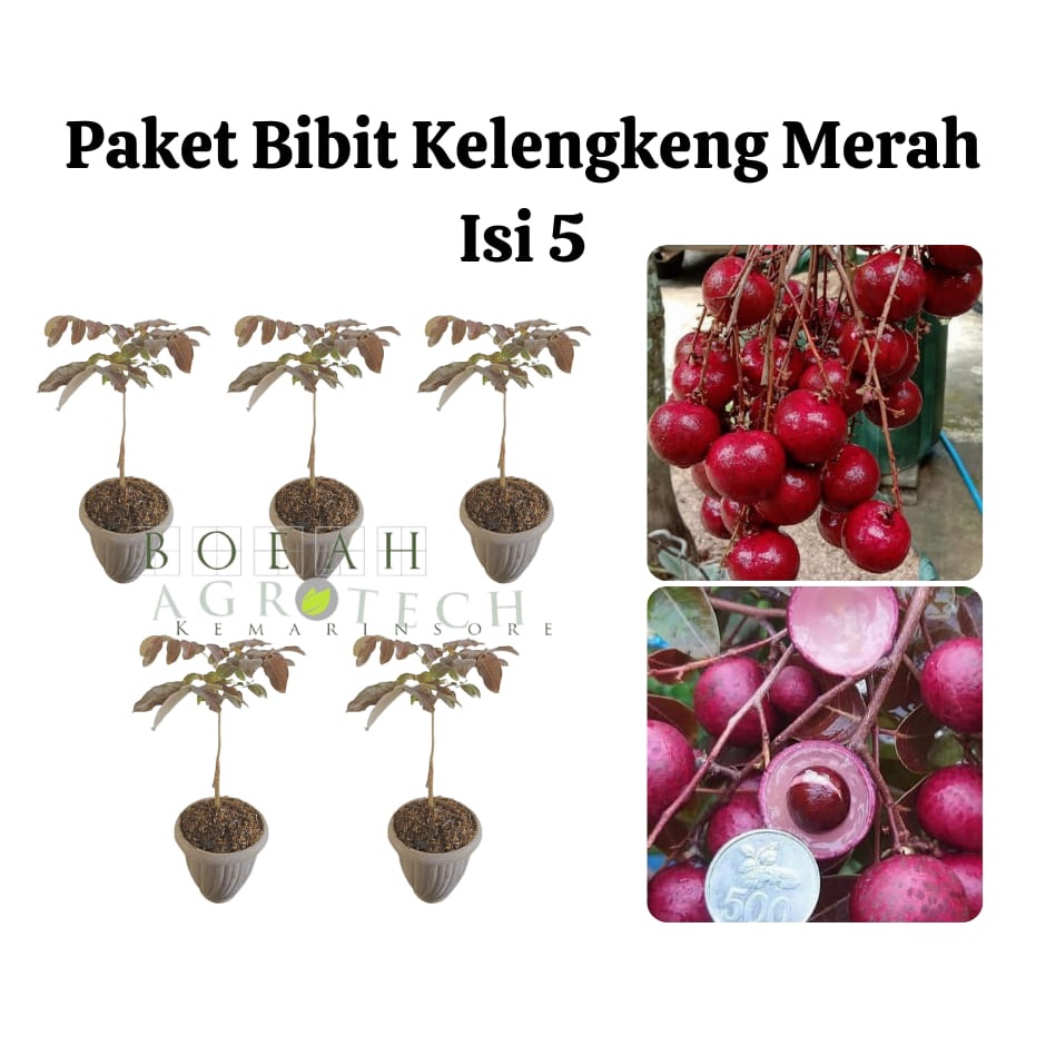 Paket Hemat Bibit Kelengkeng Merah Okulasi Isi 5 Bonus Bibit Strawberry+Polibag