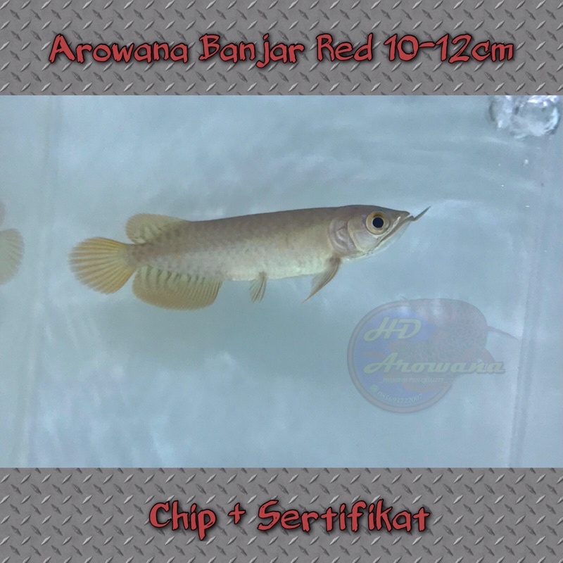 Arowana Banjar Red 10-12cm setrifikat+chip