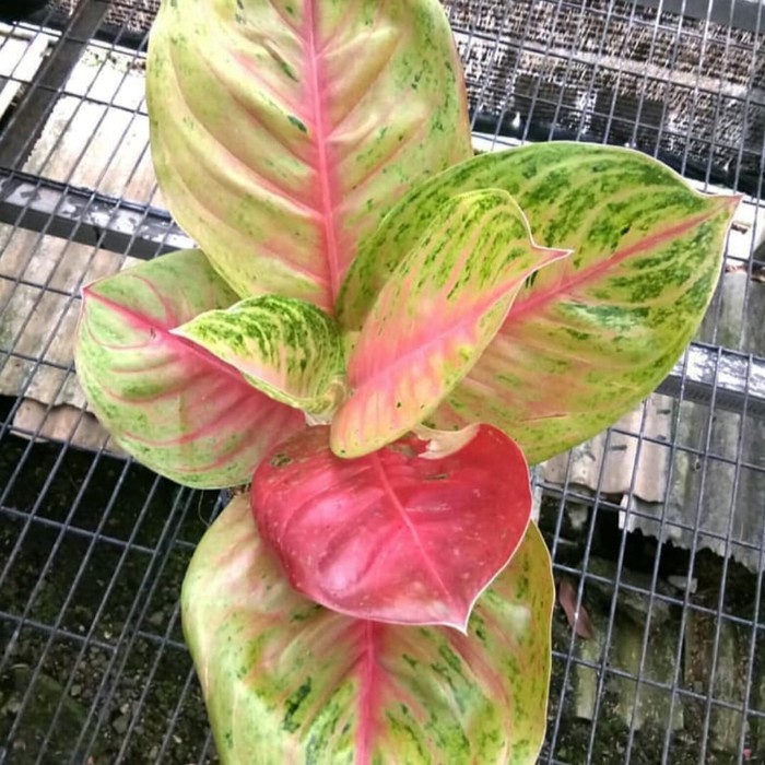 Tanaman Hias Aglonema Andini / Pohon Hias Aglonema Andini/ Aglonema Andini